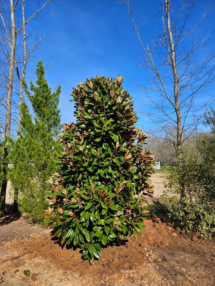 Custom outdoor landscaping near you across Belton, SC - Brooks Landscaping