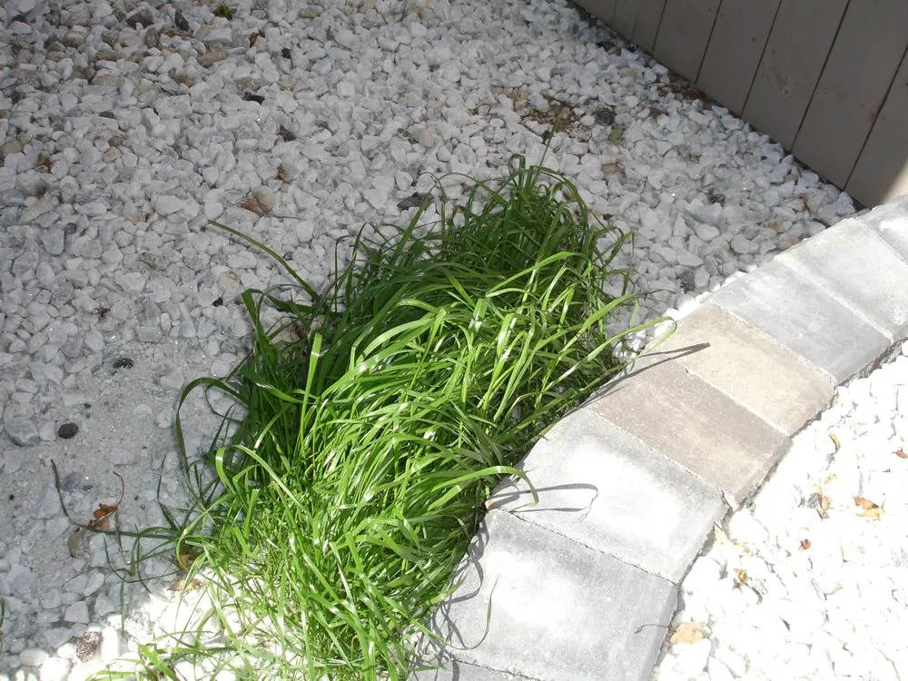 Professional landscaping services in Flat Rock, MI - Brooks Landscaping