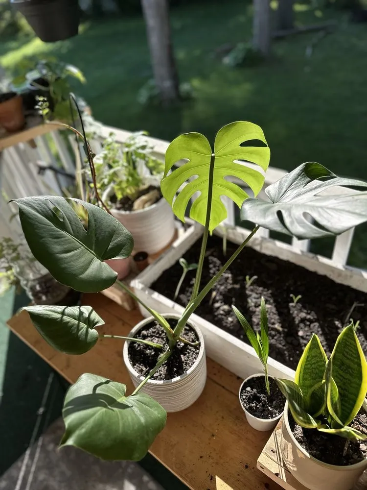 Professional residential landscaping in Ballston Spa, NY by Brookside Farms Nursery