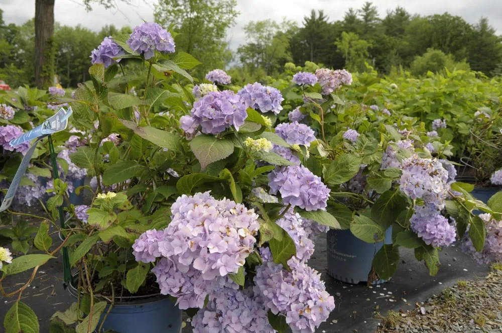 Affordable lawn mowing service in Ballston Spa, NY by Brookside Farms Nursery