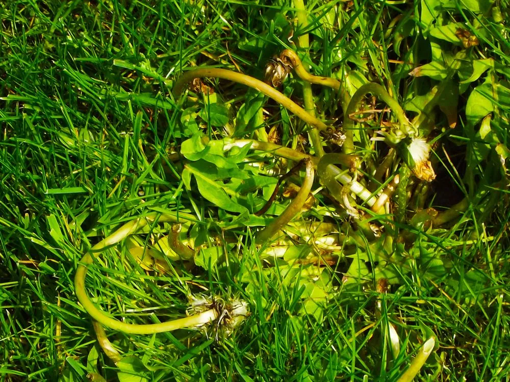 Reliable lawn care service in Medina, OH - Brookside Lawn Service