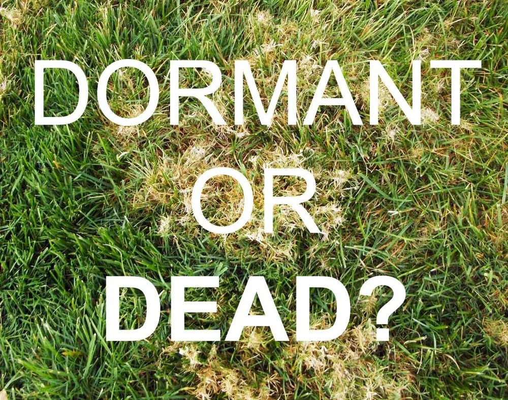 Expert yard cleanup service for residential properties across Medina, OH - Brookside Lawn Service