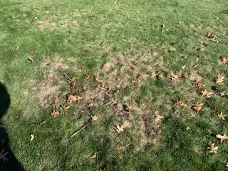 Expert yard maintenance in Medina, OH - Brookside Lawn Service