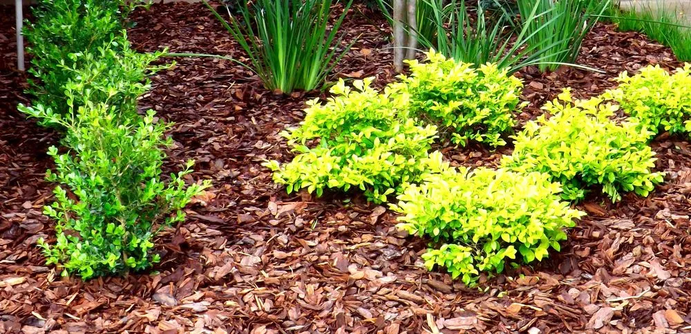 Reliable lawn mowing service experts serving Lithia, FL - Brookside Sod & Landscape