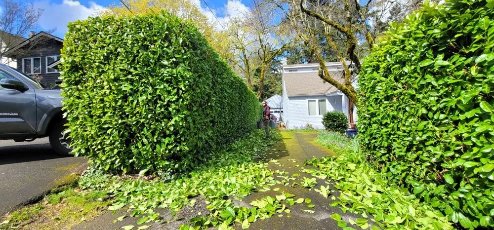 Local yard maintenance experts serving Woodburn, OR - Bros Bautista Landscape