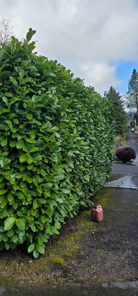 Professional landscape installation for homes in Woodburn, OR by Bros Bautista Landscape