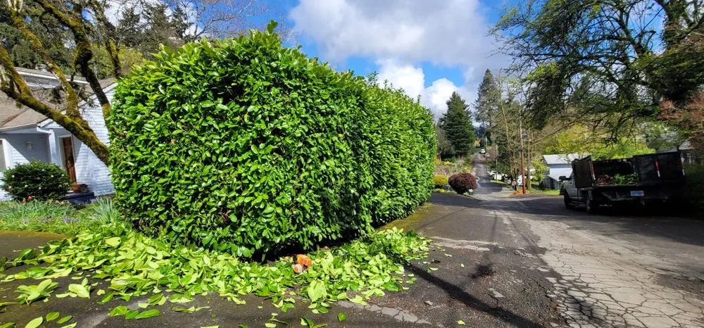Local yard cleanup service for beautiful yards in Woodburn, OR by Bros Bautista Landscape