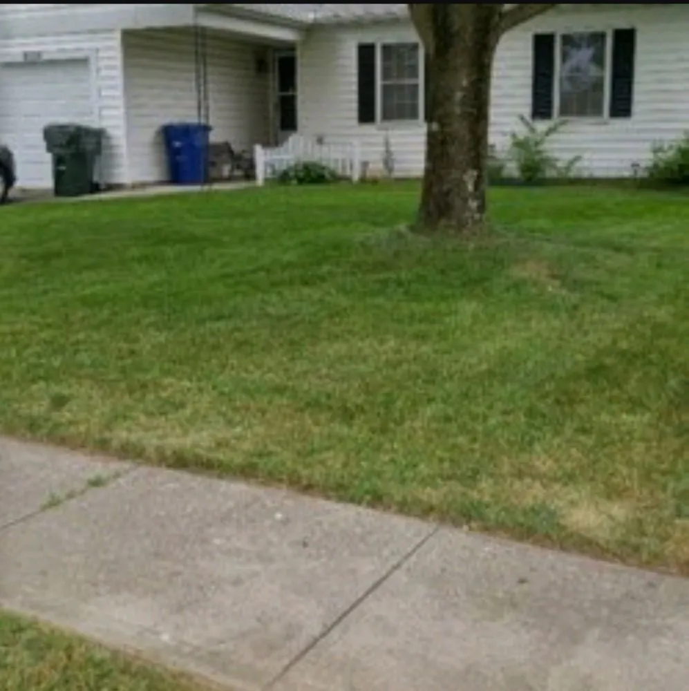 Local yard cleanup service in San Antonio, TX - Bros Brothers