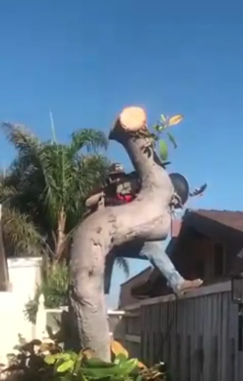 Professional landscape installation in Lompoc, CA - Bro’s Landscape