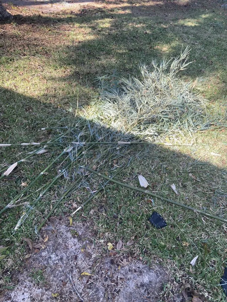 Affordable yard cleanup service in Savannah, GA - Bros Lawn Care
