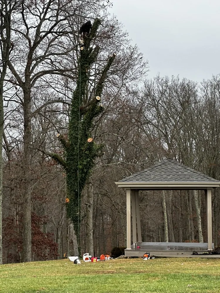 Affordable yard maintenance in Erlanger, KY - Brossart F. Tree Service