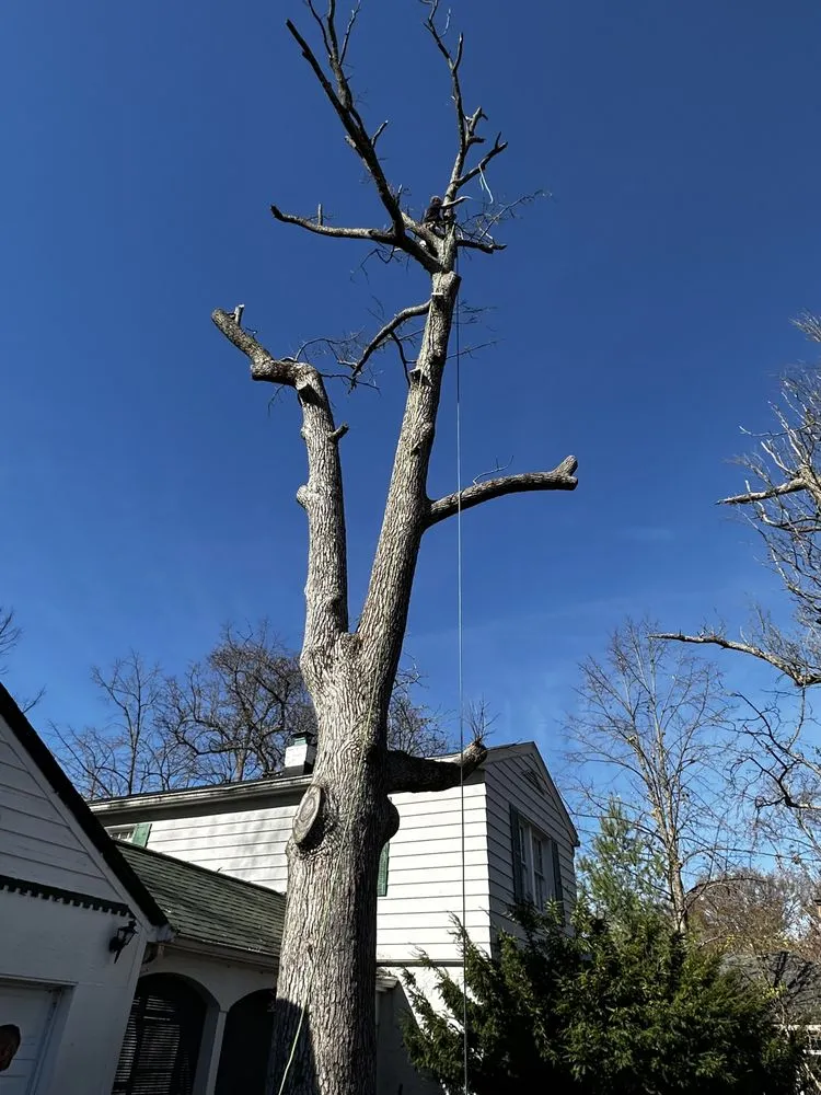 Professional residential landscaping experts serving Erlanger, KY - Brossart F. Tree Service