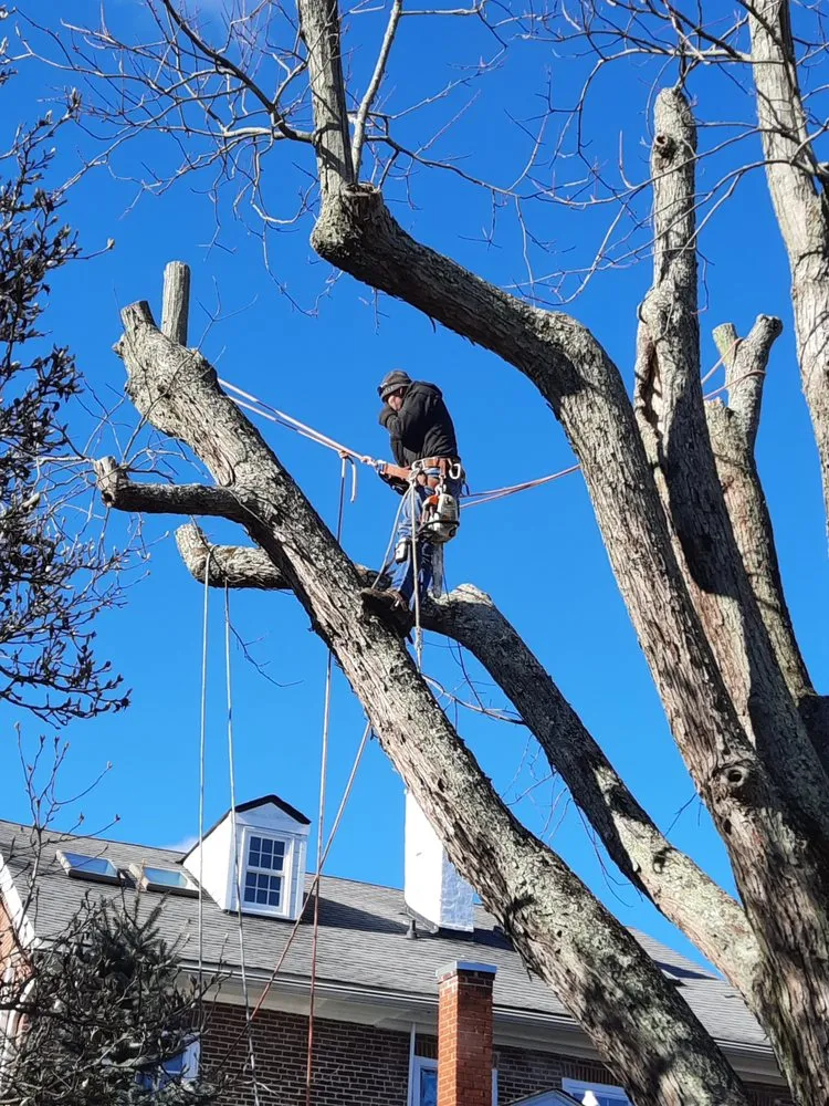 Custom residential landscaping in Erlanger, KY by Brossart F. Tree Service