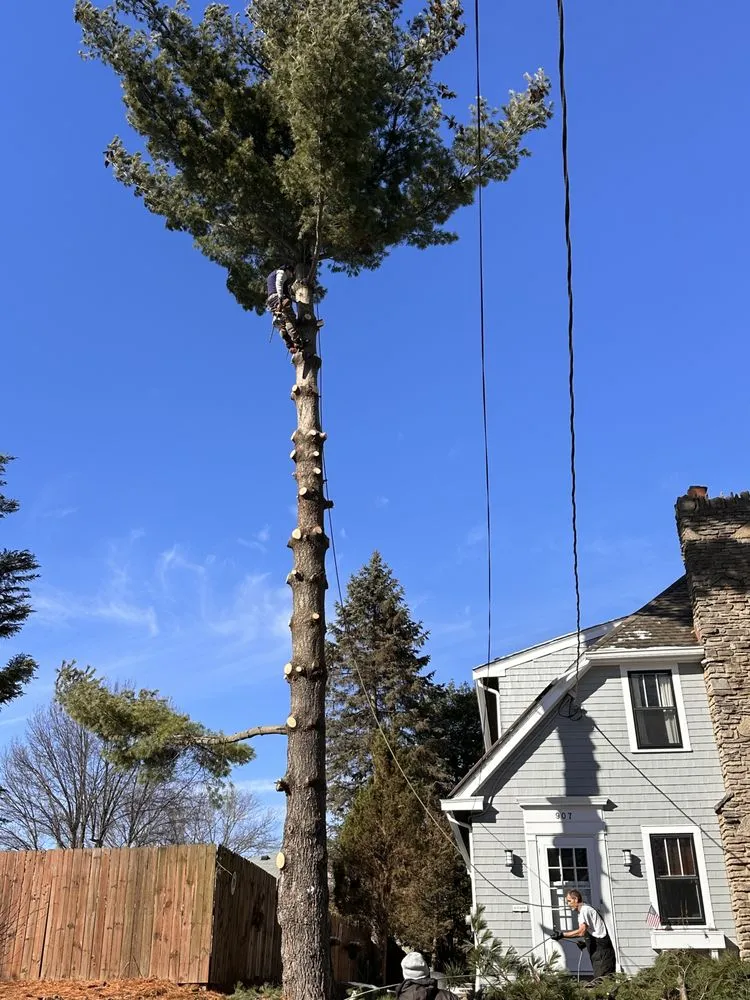 Local lawn care service experts serving Erlanger, KY - Brossart F. Tree Service