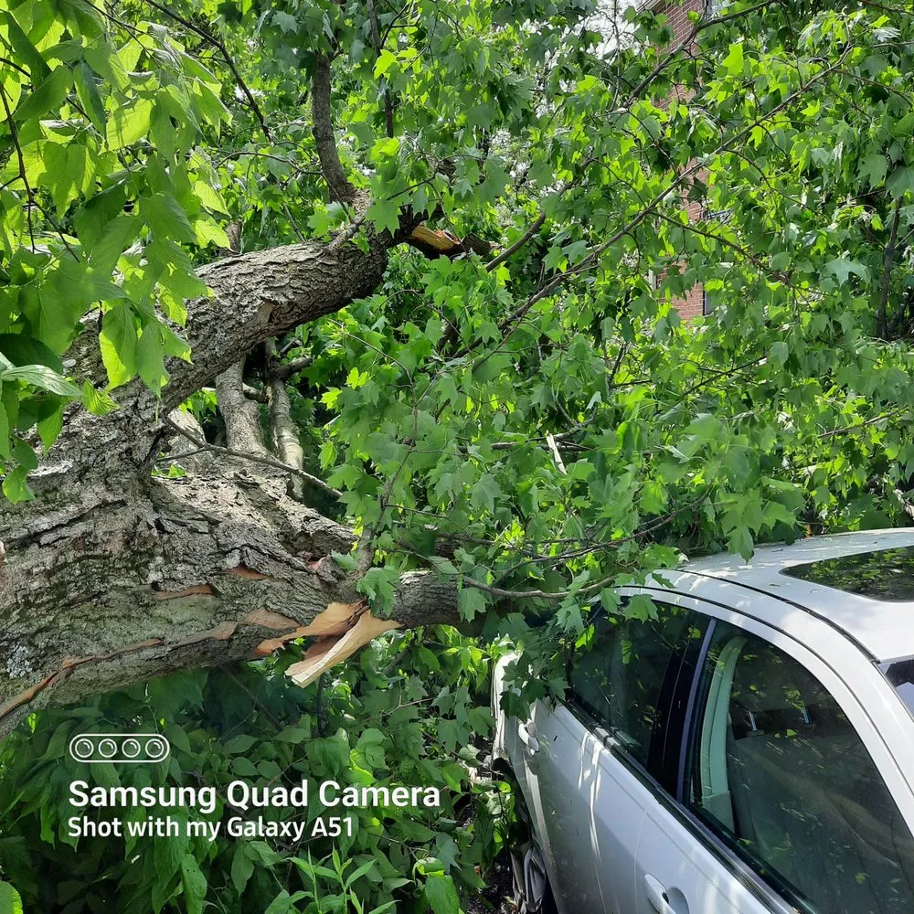 Reliable landscaping services for outdoor upgrades in Erlanger, KY by Brossart F. Tree Service