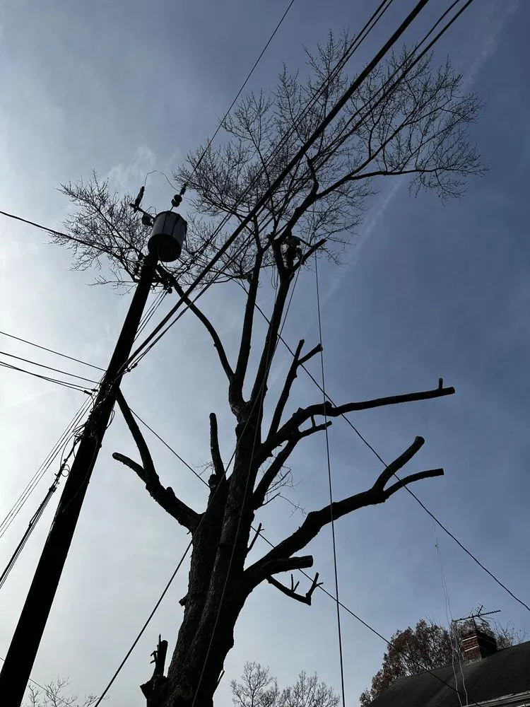 Professional residential landscaping with custom design in Erlanger, KY by Brossart F. Tree Service