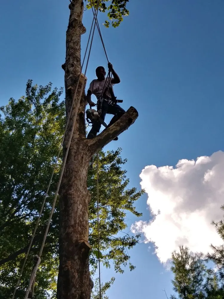 Trusted outdoor landscaping experts serving Erlanger, KY - Brossart F. Tree Service