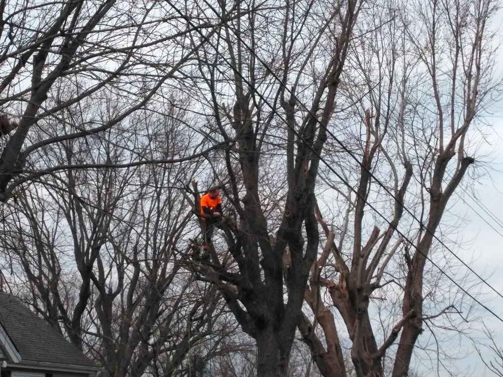 Affordable landscaping services experts serving Erlanger, KY - Brossart F. Tree Service