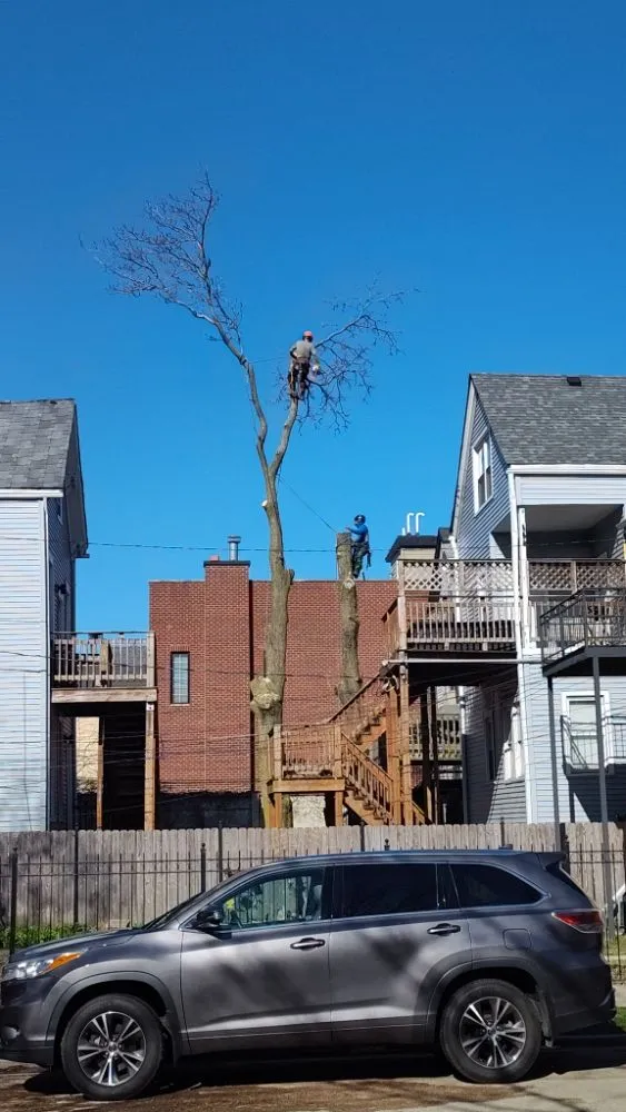 Affordable lawn care service for year-round maintenance across Chicago, IL - Brother And Sisters Garcia Torres Tree service & Landscaping