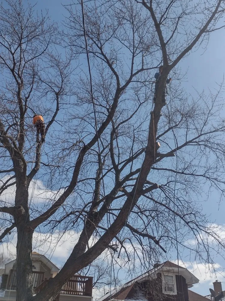 Reliable yard cleanup service for year-round maintenance across Chicago, IL - Brother And Sisters Garcia Torres Tree service & Landscaping