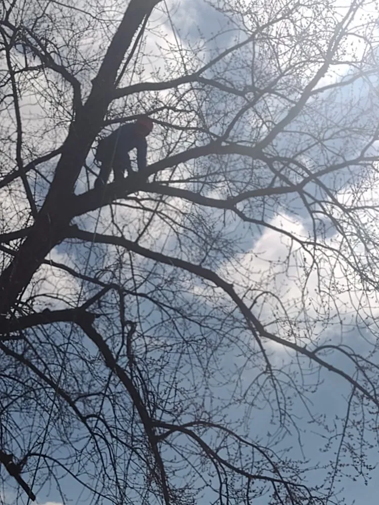 Trusted yard maintenance for beautiful yards in Chicago, IL by Brother And Sisters Garcia Torres Tree service & Landscaping