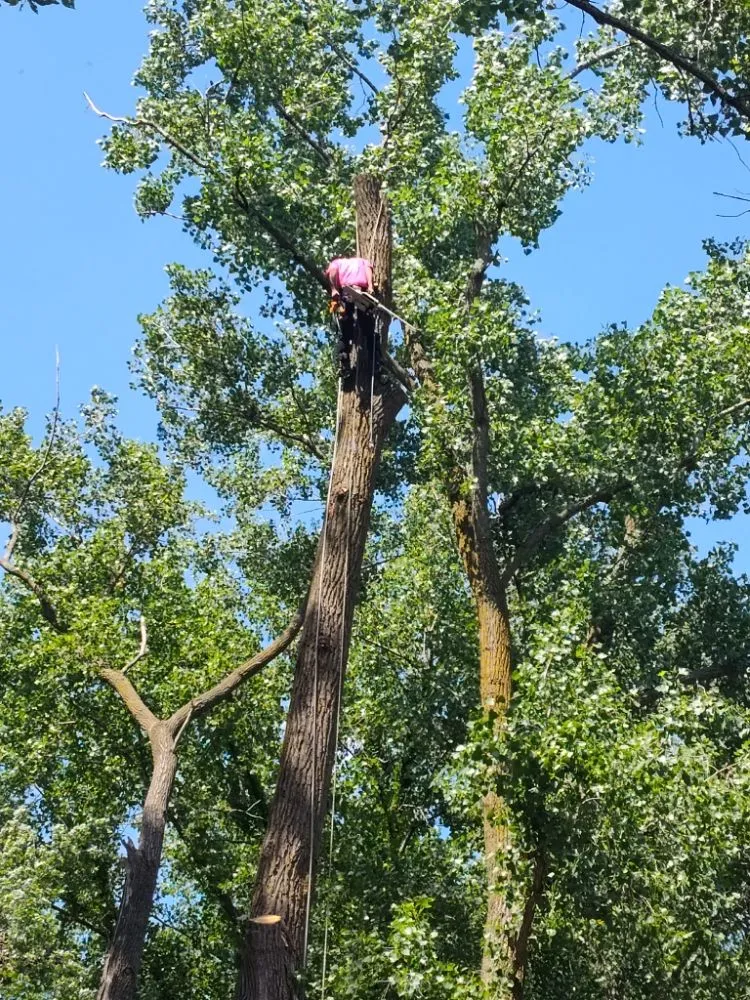 Local lawn mowing service for year-round maintenance across Chicago, IL - Brother And Sisters Garcia Torres Tree service & Landscaping