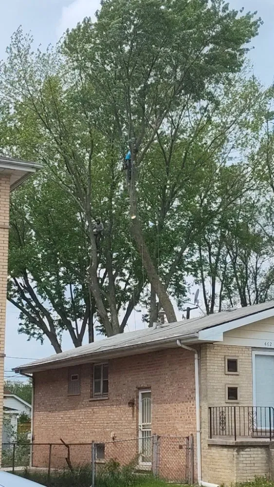 Reliable lawn mowing service in Chicago, IL by Brother And Sisters Garcia Torres Tree service & Landscaping