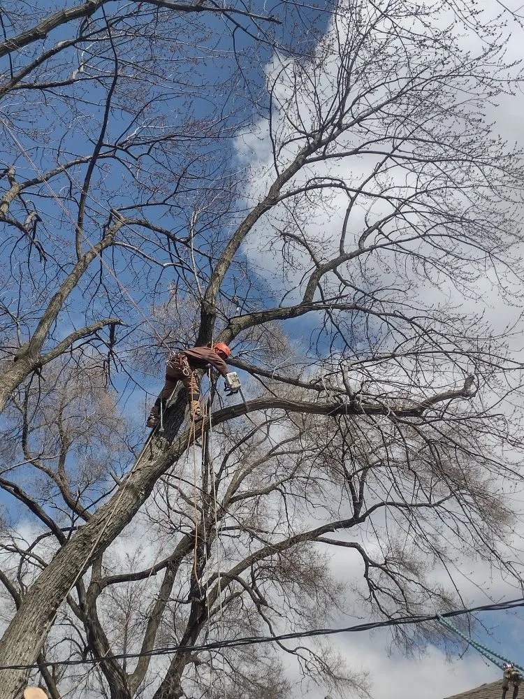 Professional residential landscaping for outdoor upgrades in Chicago, IL by Brother And Sisters Garcia Torres Tree service & Landscaping