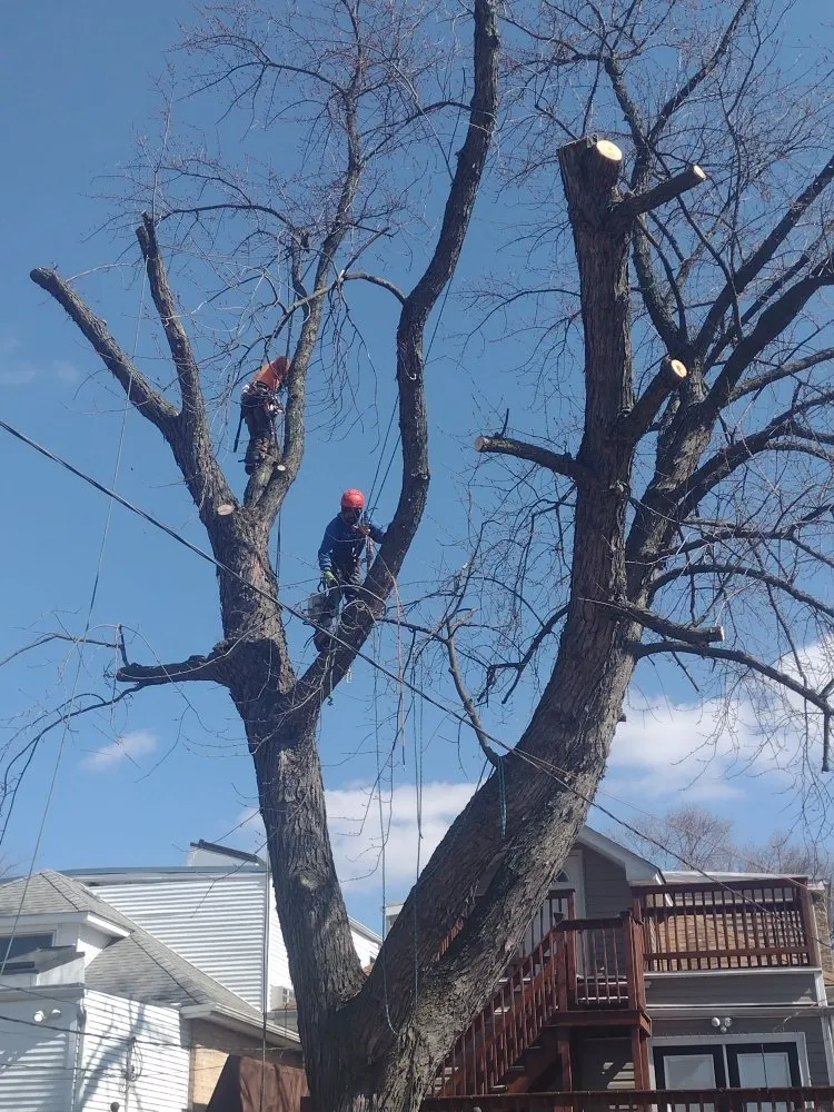 Affordable landscaping services experts serving Chicago, IL - Brother And Sisters Garcia Torres Tree service & Landscaping