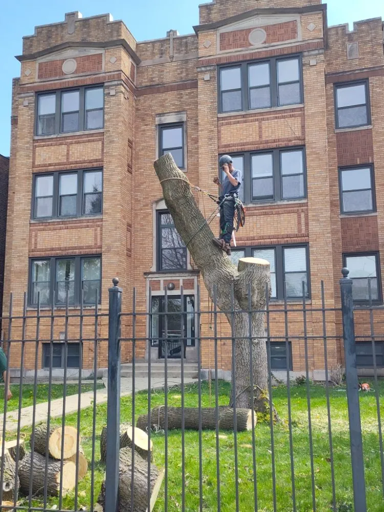 Local outdoor landscaping in Chicago, IL by Brother And Sisters Garcia Torres Tree service & Landscaping