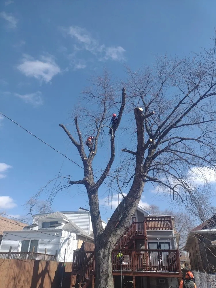 Top-rated landscape design in Chicago, IL - Brother And Sisters Garcia Torres Tree service & Landscaping
