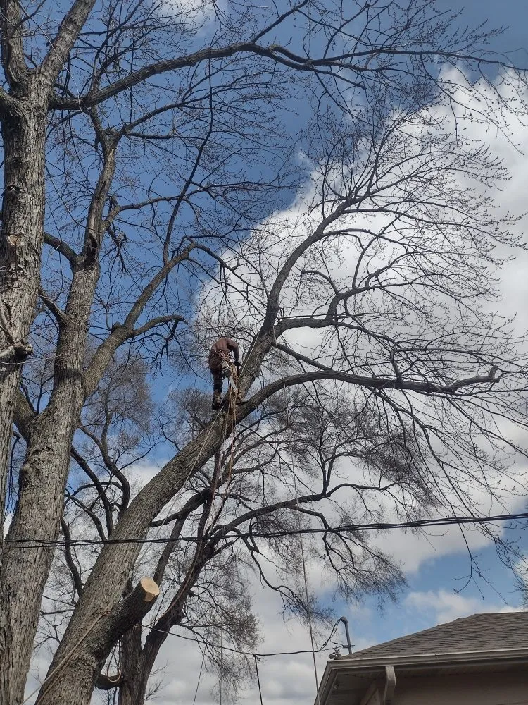 Expert yard cleanup service for year-round maintenance across Chicago, IL - Brother And Sisters Garcia Torres Tree service & Landscaping