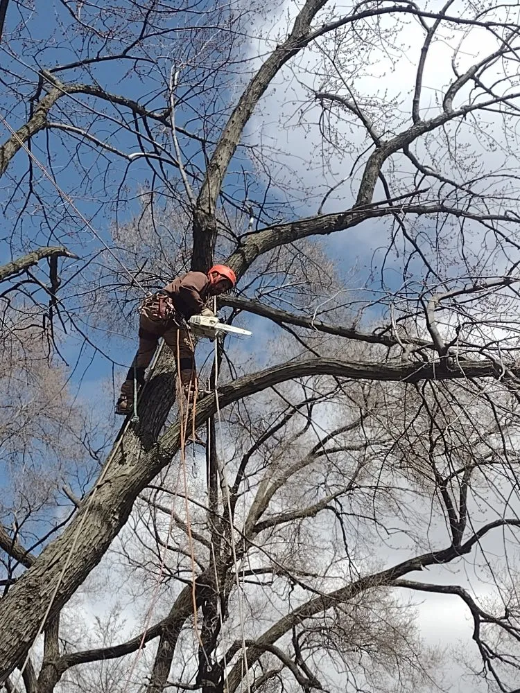 Reliable yard cleanup service for outdoor upgrades in Chicago, IL by Brother And Sisters Garcia Torres Tree service & Landscaping
