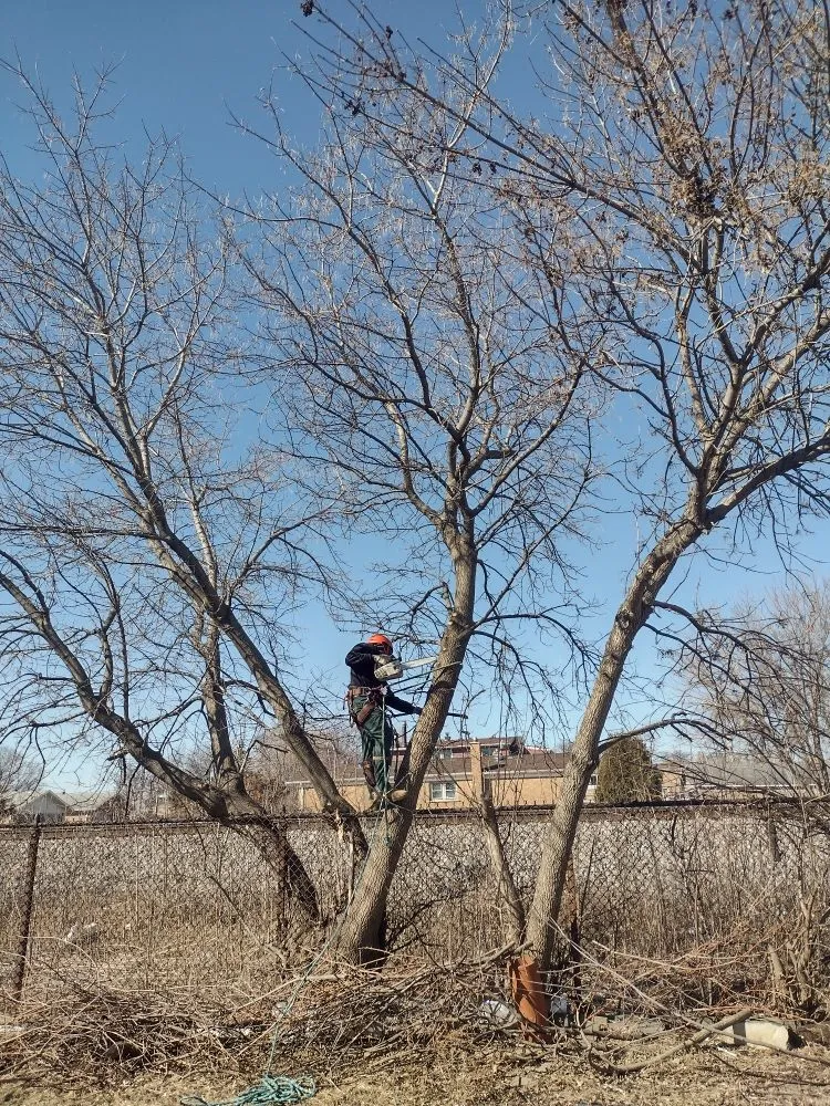 Affordable landscaping services for beautiful yards across Chicago, IL - Brother And Sisters Garcia Torres Tree service & Landscaping