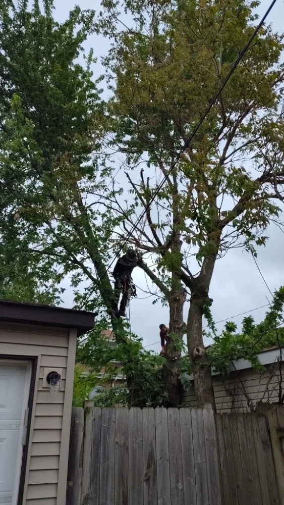 Affordable yard cleanup service in Chicago, IL by Brother And Sisters Garcia Torres Tree service & Landscaping