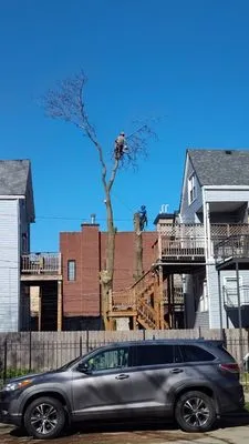 Brother And Sisters Garcia Torres Tree service & Landscaping Logo