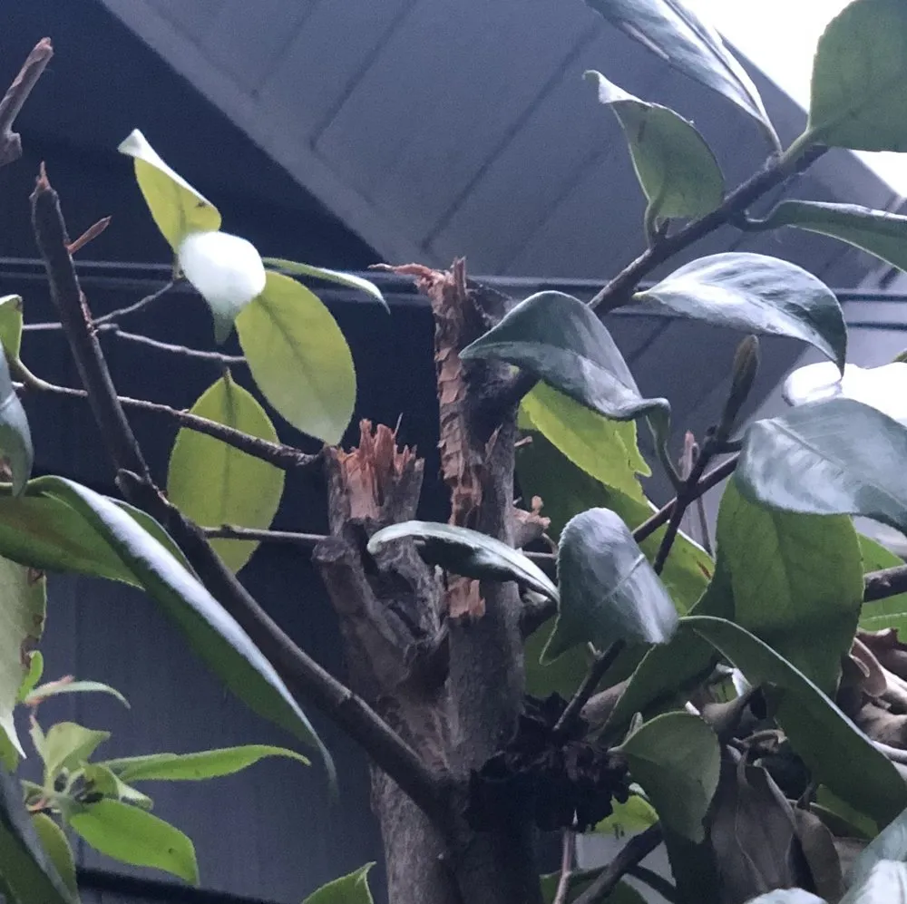 Professional yard cleanup service in Portland, OR by Brother Bear Tree Care