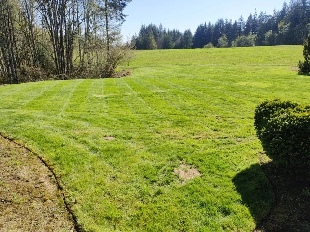 Custom yard cleanup service for beautiful yards across Centralia, WA - Brother Bears Lawn care