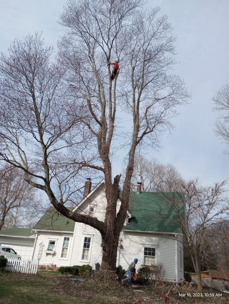 Local outdoor landscaping with custom design in Indianapolis, IN by Brother in Law Tree Service