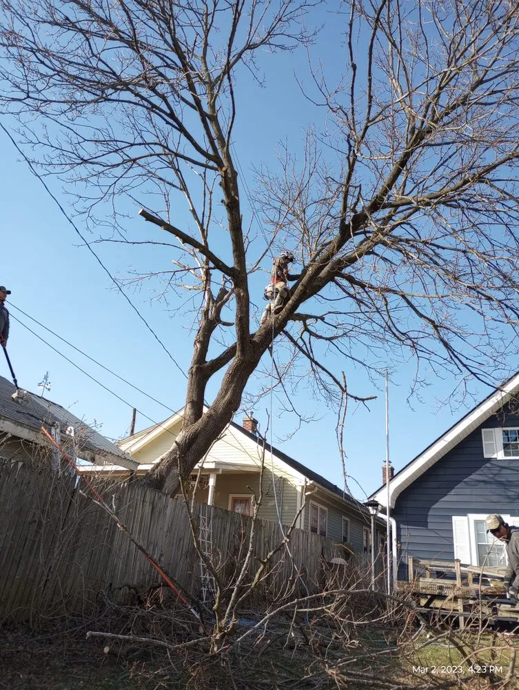 Trusted lawn care service with custom design across Indianapolis, IN - Brother in Law Tree Service