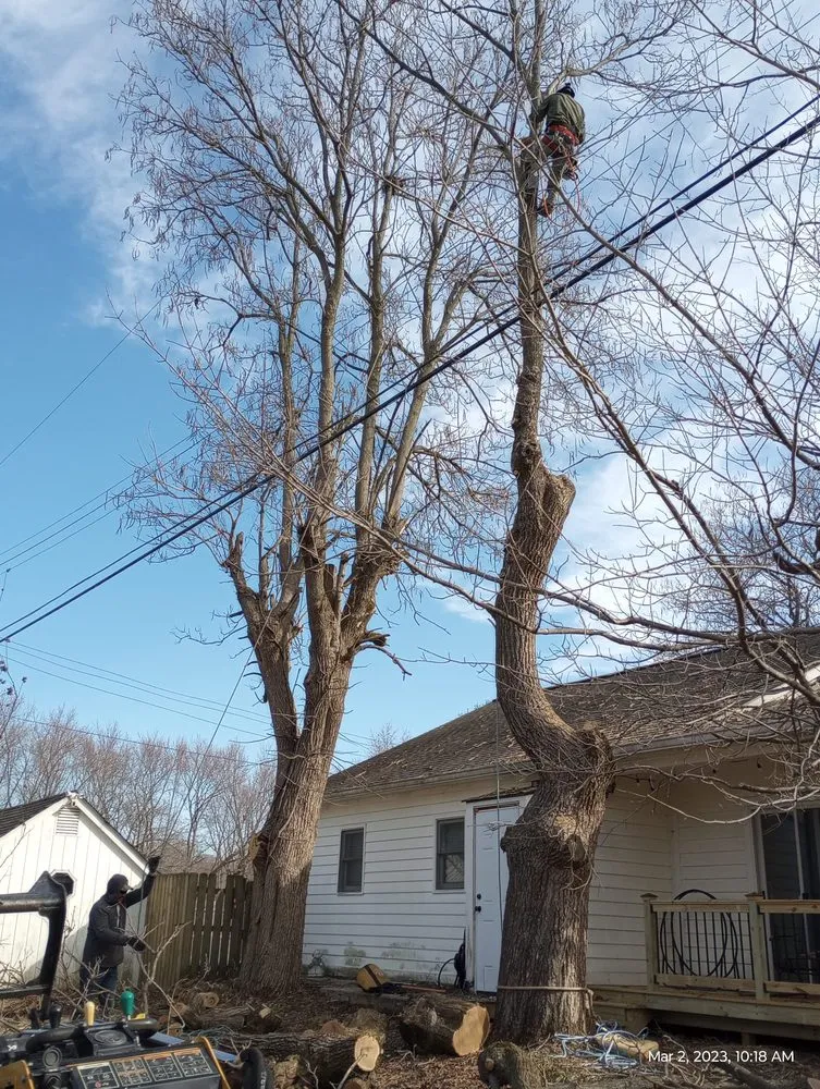 Reliable landscaping services experts serving Indianapolis, IN - Brother in Law Tree Service