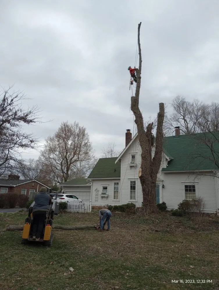 Professional landscaping services for beautiful yards in Indianapolis, IN by Brother in Law Tree Service