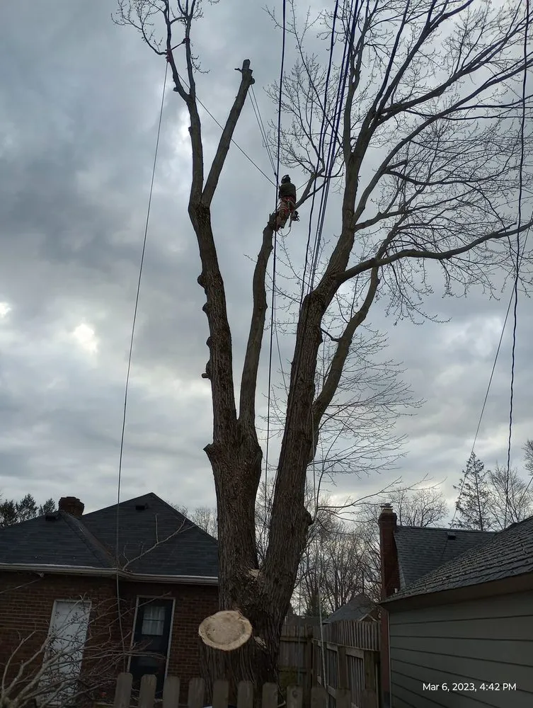 Top-rated lawn mowing service for year-round maintenance in Indianapolis, IN by Brother in Law Tree Service