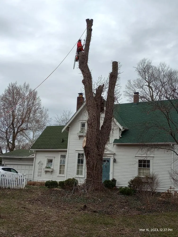 Top-rated residential landscaping in Indianapolis, IN - Brother in Law Tree Service