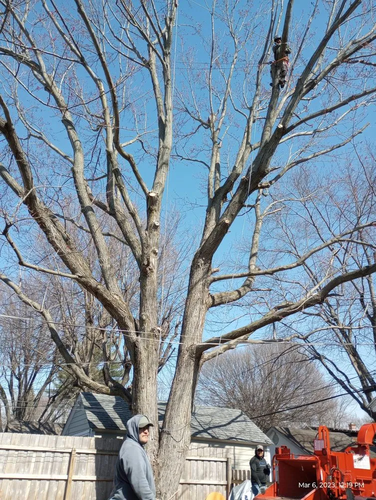 Trusted yard maintenance in Indianapolis, IN - Brother in Law Tree Service