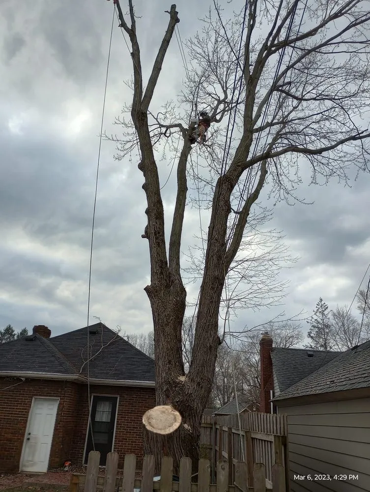 Trusted yard maintenance experts serving Indianapolis, IN - Brother in Law Tree Service