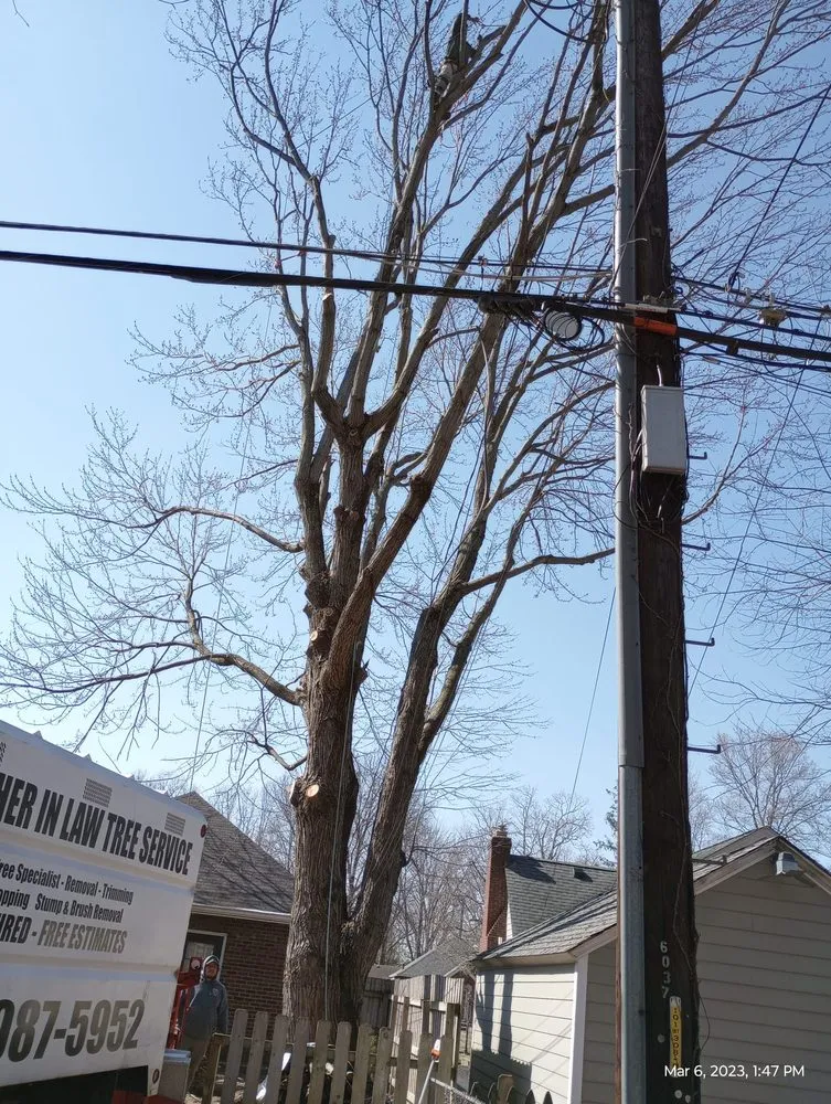 Trusted lawn care service experts serving Indianapolis, IN - Brother in Law Tree Service