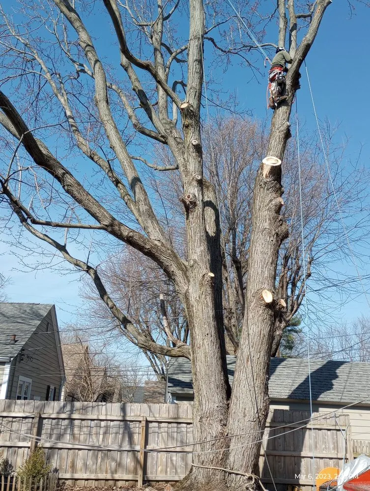 Professional landscape installation for beautiful yards across Indianapolis, IN - Brother in Law Tree Service