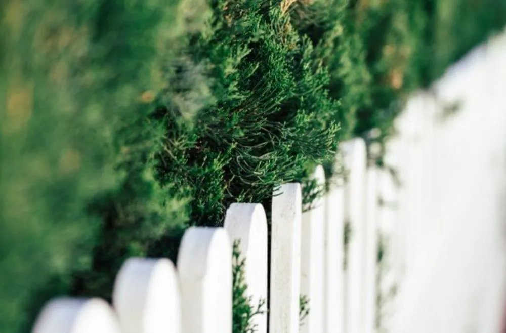 Custom yard maintenance in Ogden, UT by Brother Landscaping