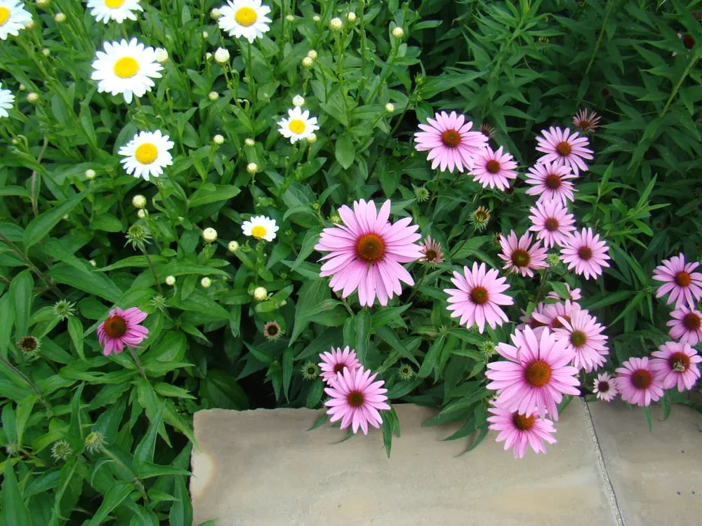 Professional residential landscaping for outdoor upgrades in Kensington, MD by Brother Nature